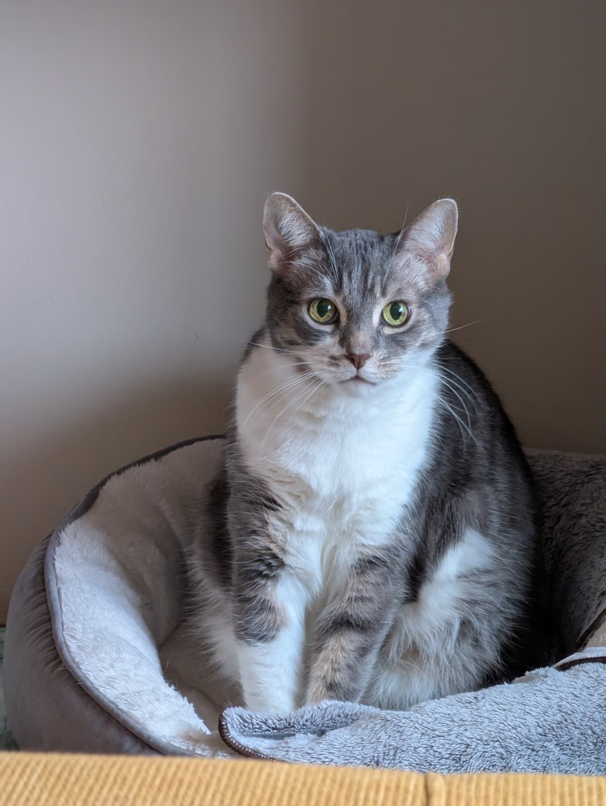 Grey and white cat sitting and looking at the camera.